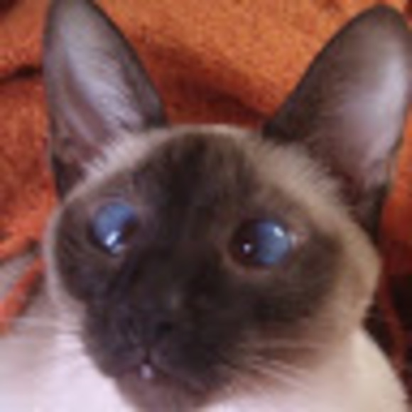 Meet your Posher, Ferminuta - Picture 1 of 1